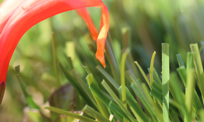Artificial Grass C Blade-92 Artificial Grass Miami, Florida