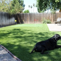 Grass Carpet Harlem Heights, Florida Design Ideas, Dogs