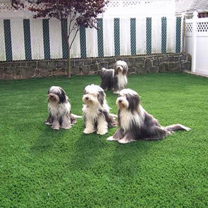 Artificial Grass Installation Gibsonton, Florida Artificial Grass For Dogs, Grass for Dogs