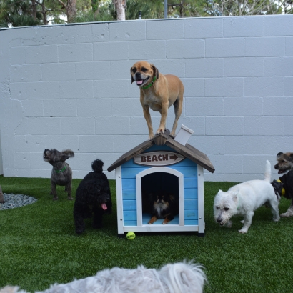 Artificial Turf Cost Sebastian, Florida Cat Playground, Dogs