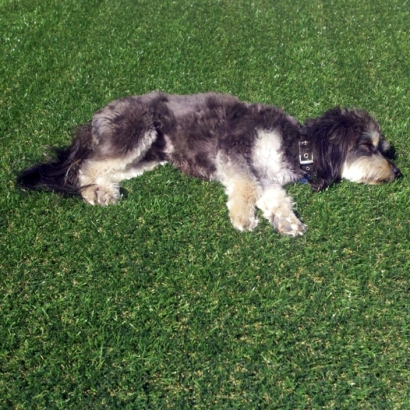 Artificial Turf Installation Delray Beach, Florida Drainage, Dogs Park