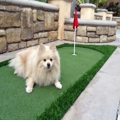 Best Artificial Grass Alva, Florida Putting Green Turf, Backyard Garden Ideas