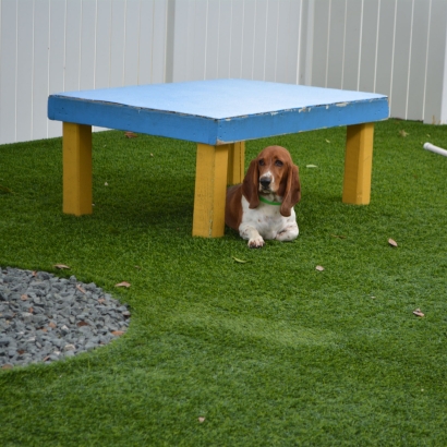 Best Artificial Grass Sebring, Florida Dog Pound, Grass for Dogs