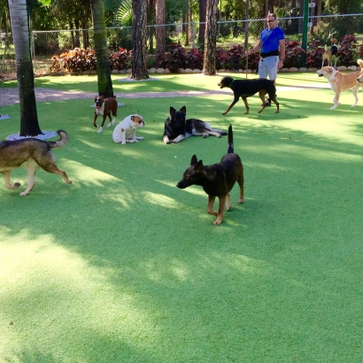 Fake Turf Lemon Grove, Florida Grass For Dogs, Dog Kennels