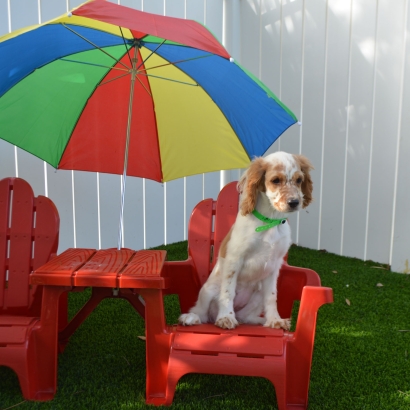 Faux Grass Charlotte Harbor, Florida Grass For Dogs, Dog Kennels