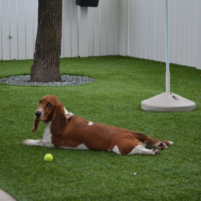 Installing Artificial Grass Arcadia, Florida Drainage, Dogs Park