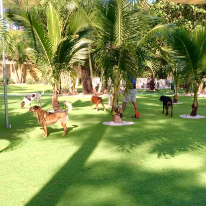 Plastic Grass Punta Gorda Isles, Florida Dog Park, Dogs