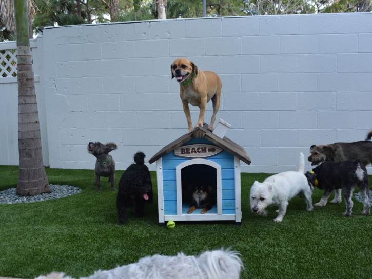 Artificial Turf Cost Sebastian, Florida Cat Playground, Dogs