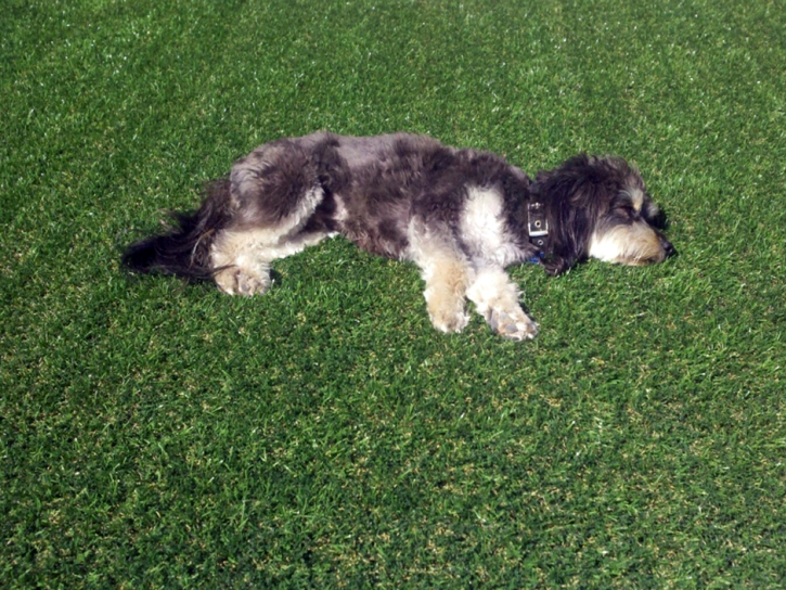 Artificial Turf Installation Delray Beach, Florida Drainage, Dogs Park