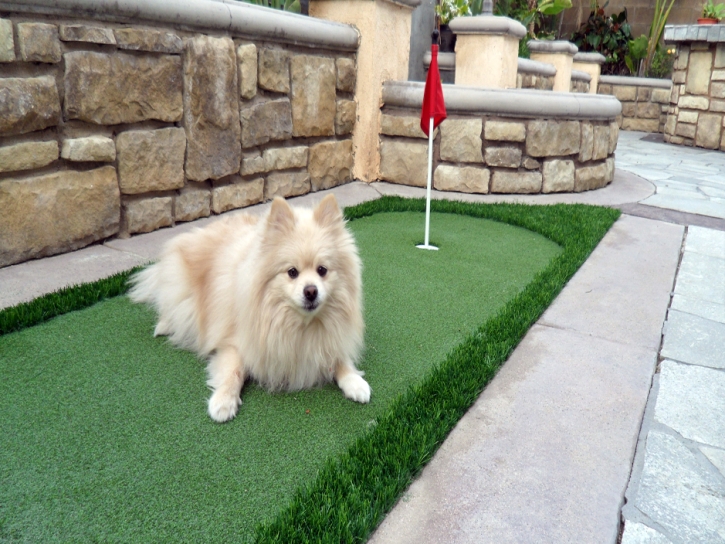 Best Artificial Grass Alva, Florida Putting Green Turf, Backyard Garden Ideas