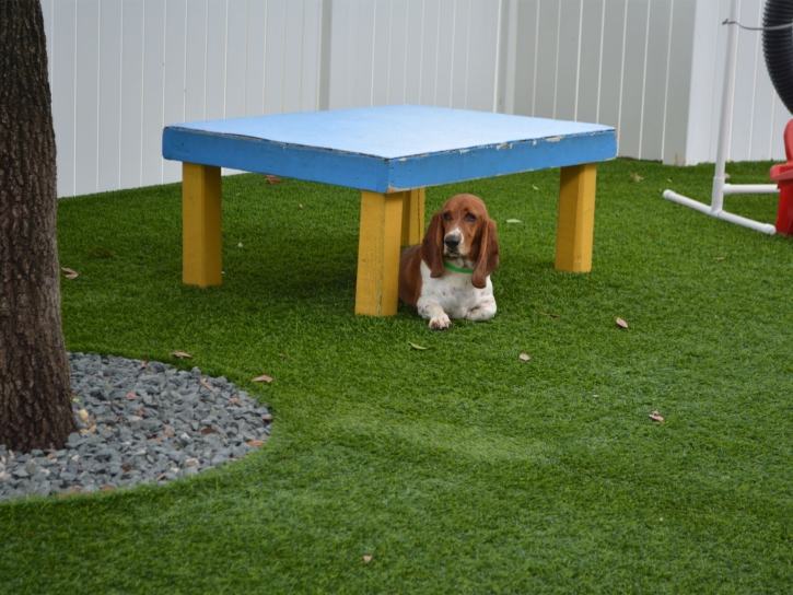 Best Artificial Grass Sebring, Florida Dog Pound, Grass for Dogs