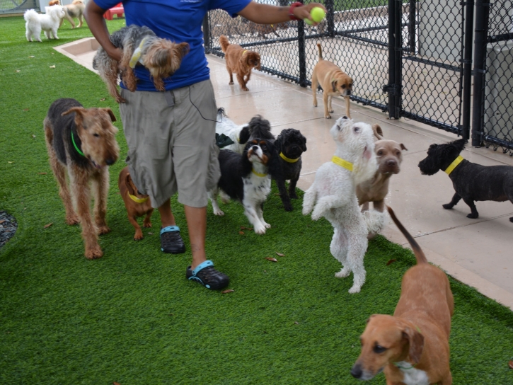 Fake Grass Captiva, Florida Dog Grass, Dog Kennels