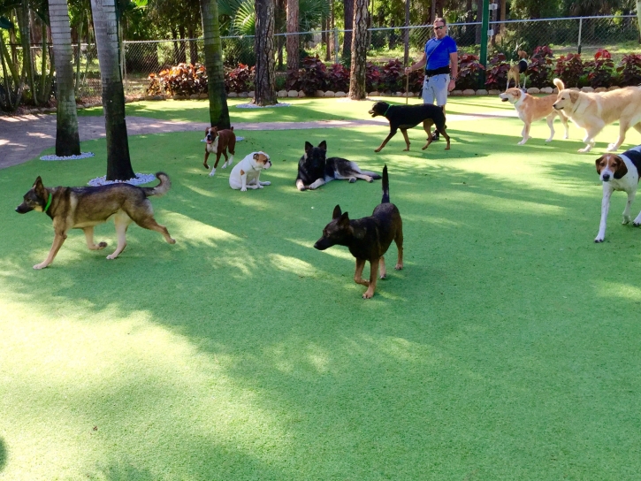 Fake Turf Lemon Grove, Florida Grass For Dogs, Dog Kennels