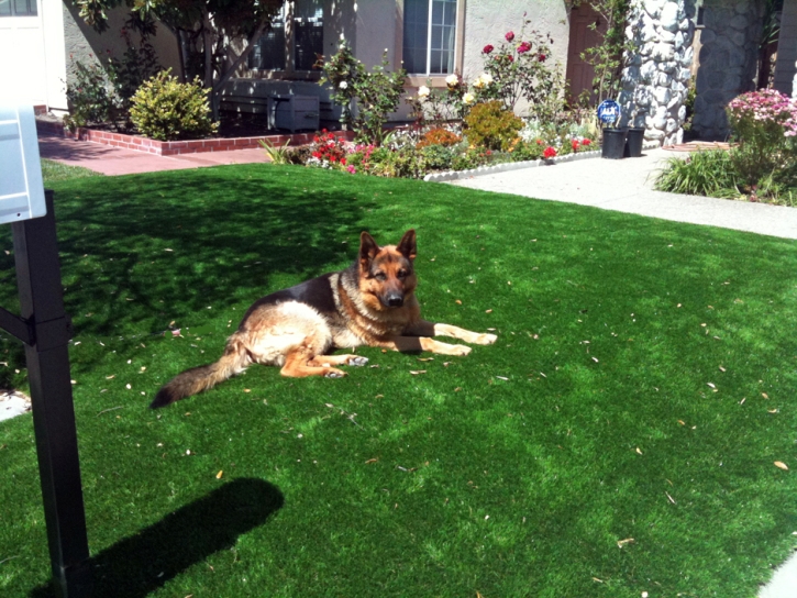 Faux Grass Key Biscayne, Florida Lawns, Dogs Park