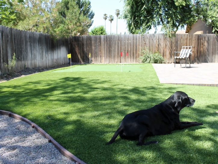 Grass Carpet Harlem Heights, Florida Design Ideas, Dogs