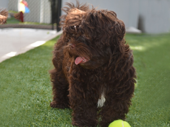 Outdoor Carpet Pine Island Center, Florida Watch Dogs, Dogs Runs