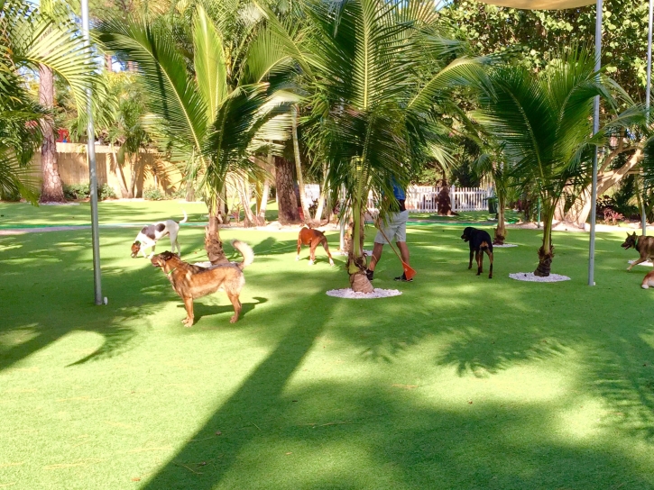 Plastic Grass Punta Gorda Isles, Florida Dog Park, Dogs