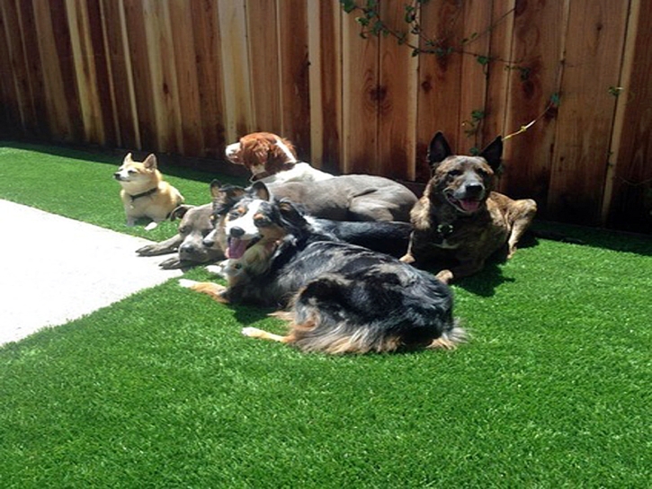 Turf Grass Florida Ridge, Florida Pet Grass, Dogs Runs