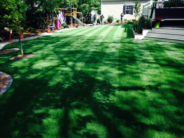 Turf Grass Limestone, Florida Gardeners, Backyards